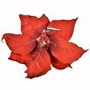 Χριστουγεννιάτικο Λουλούδι Κλιπ Αλεξανδρινό Βελουτέ Κόκκινο Στρας Glitter 25cm