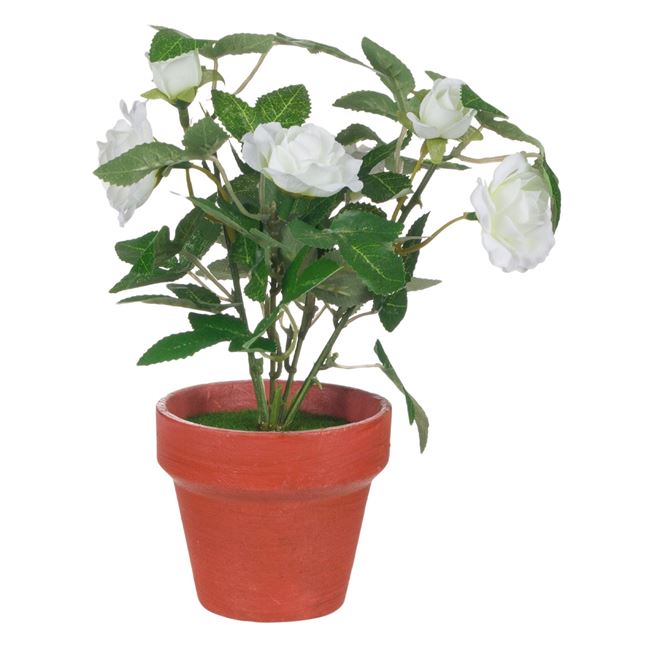 Γλαστράκι Διακοσμητικό Τριανταφυλλιά Λευκή 21 cm