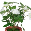 Γλαστράκι Διακοσμητικό Τριανταφυλλιά Λευκή 21 cm